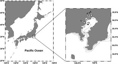 Ocean Acidification State in the Highly Eutrophic Tokyo Bay, Japan: Controls on Seasonal and Interannual Variability